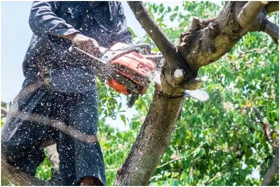 tree services San Juan